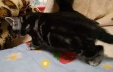 アメリカンショートヘア【滋賀県・男の子・2020年3月15日・シルバータビー】の写真3