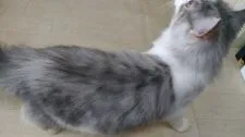 ノルウェージャンフォレストキャット【滋賀県・男の子・2018年7月10日・シルバータビーアンドホワイト】の写真3