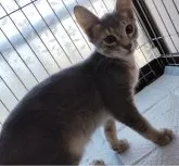 ソマリ×ベンガル【滋賀県・男の子・2023年9月10日・ブルー】の写真5「12月13日撮影」