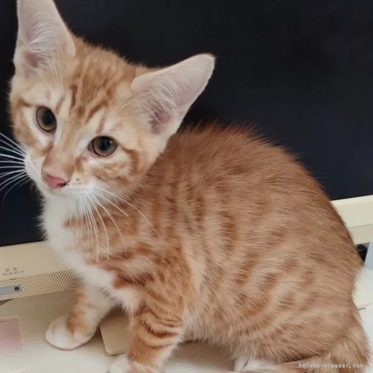 政宗 様のお迎えした子猫