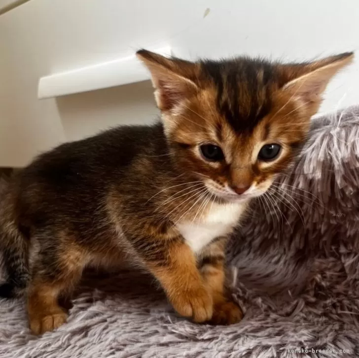 ID：2502-02460の子猫