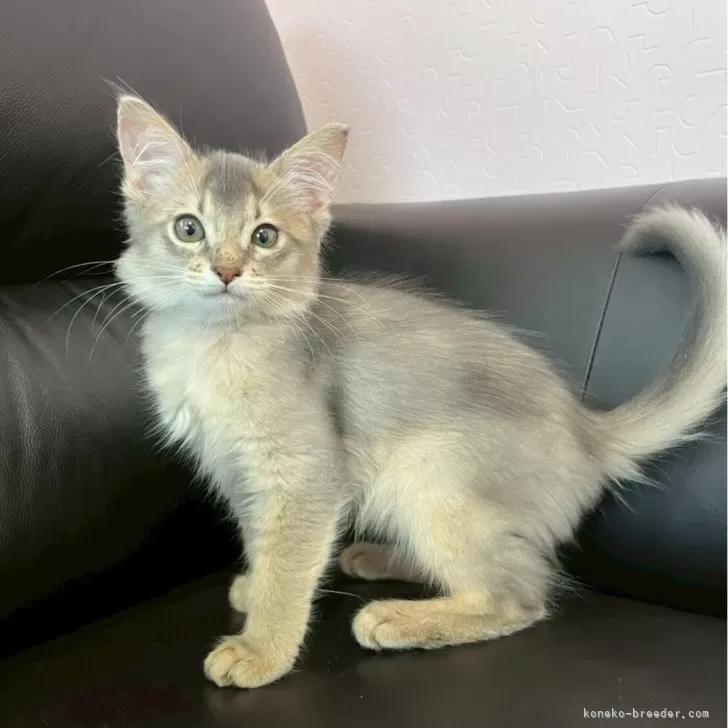 ID：2509-00077の子猫