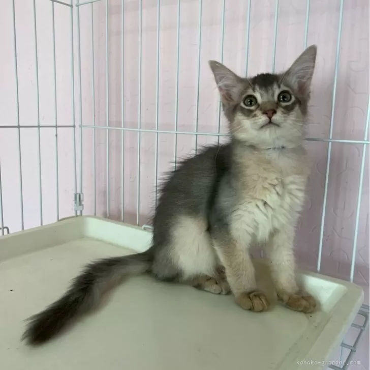 ID：2509-00076の子猫