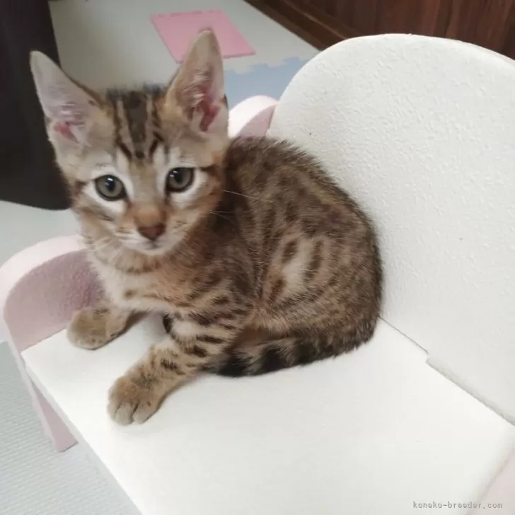 K.T 様のお迎えした子猫