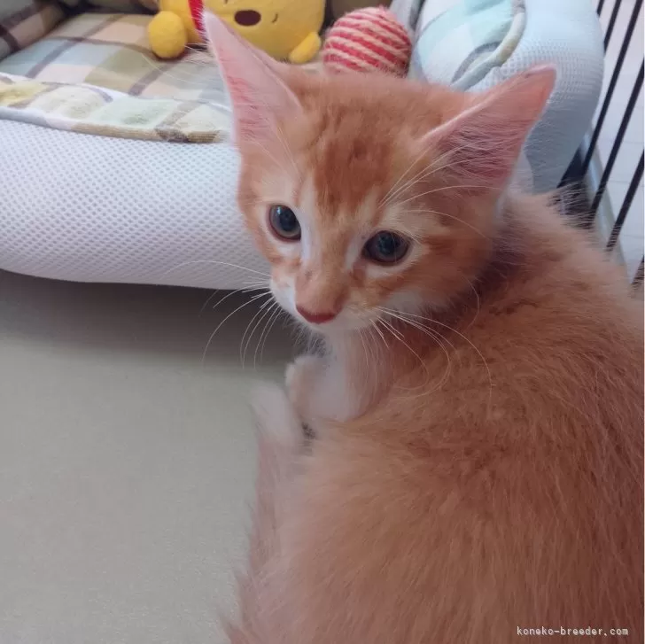 ソマリブルー  ×ノルウェージャン【滋賀県・男の子・2025年7月10日・レッド&ホワイト】の写真1