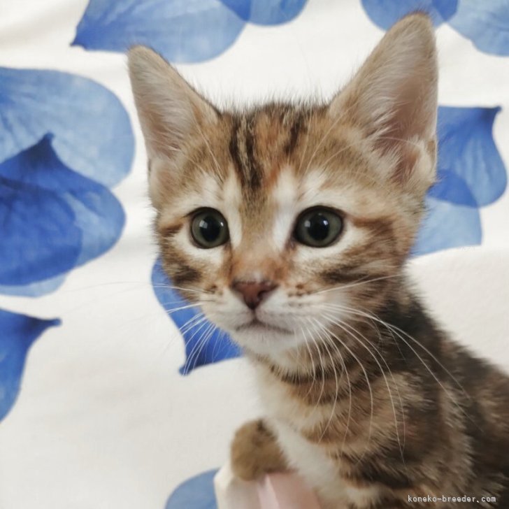 S.M 様のお迎えした子猫