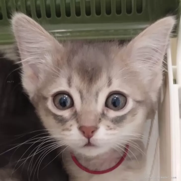 ID:2501-01590の子猫