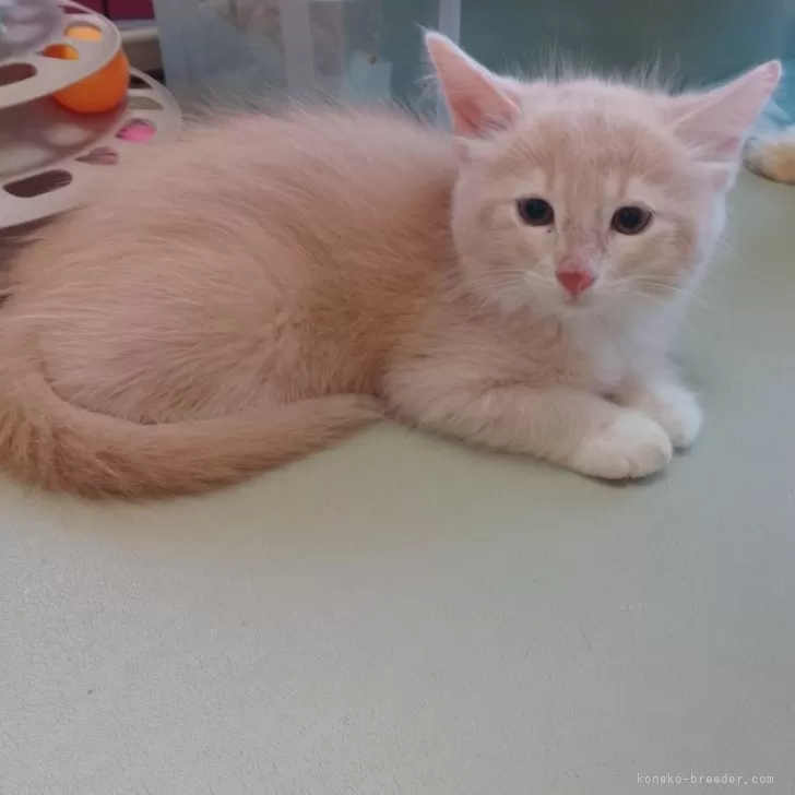 ソマリブルー  ×ノルウェージャン【滋賀県・男の子・2025年7月10日・クリーム&amp;ホワイト】の写真1