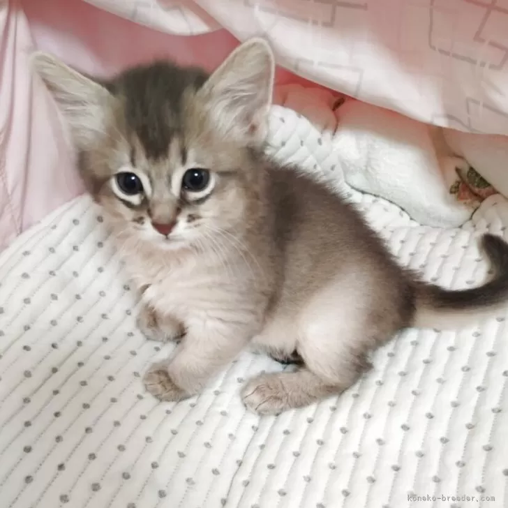 S.H 様のお迎えした子猫