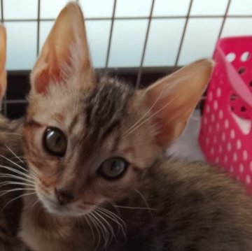 ベンガル【滋賀県・男の子・2025年8月27日・ブラウンスポテッドタビー】の写真「ずいぶんやんちゃになってきました」