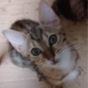 ベンガル【滋賀県・女の子・2025年8月27日・ブラウンスポテッドタビー】の写真「すごく小さな頃から探究心旺盛でした」