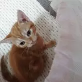 アメリカンショートヘア