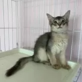 ソマリ