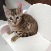 ベンガル