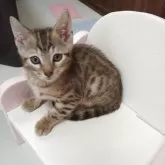 ベンガル
