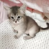 ソマリ