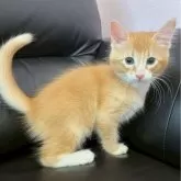 ソマリブルー  ×ノルウェージャン【滋賀県・男の子・2025年7月10日・レッド&ホワイト】の写真2