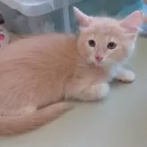 ソマリブルー  ×ノルウェージャン【滋賀県・男の子・2025年7月10日・クリーム&ホワイト】の写真4