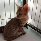 ベンガル【滋賀県・男の子・2025年8月27日・ブラウンスポテッドタビー】の写真3