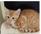 ノルウェージャン&ベンガル【滋賀県・男の子・2024年12月5日・レッドタビー&ホワイト】の写真3