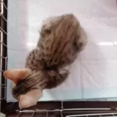 ベンガル【滋賀県・男の子・2025年8月27日・ブラウンスポテッドタビー】の写真4