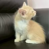 ソマリブルー  ×ノルウェージャン【滋賀県・男の子・2025年7月10日・クリーム&ホワイト】の写真6