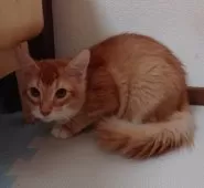 ソマリブルー  ×ノルウェージャン【滋賀県・男の子・2025年7月10日・レッド&ホワイト】の写真9