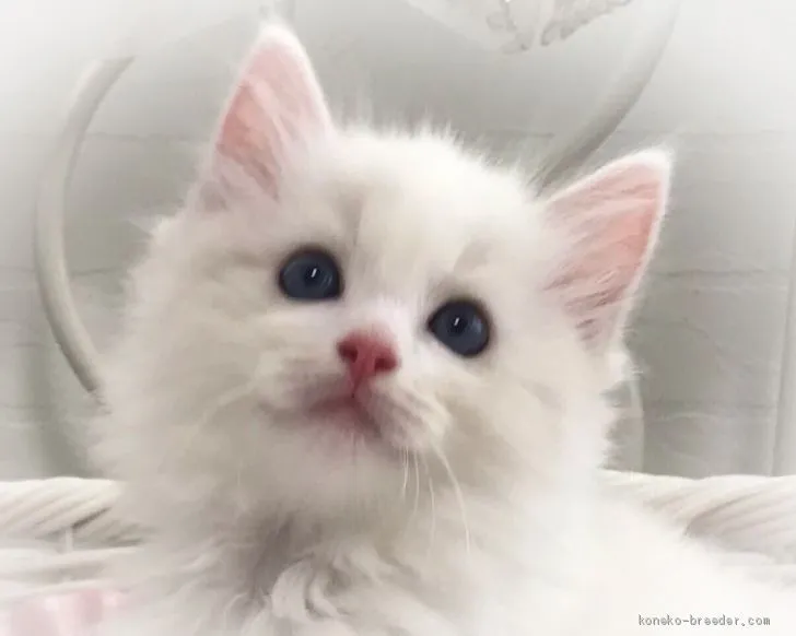 ID：2009-00588の子猫