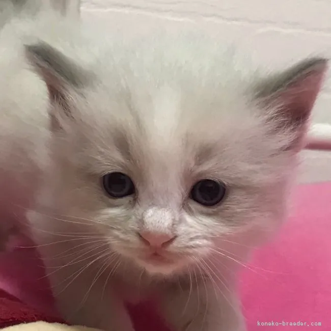 ID:1805-00565の子猫