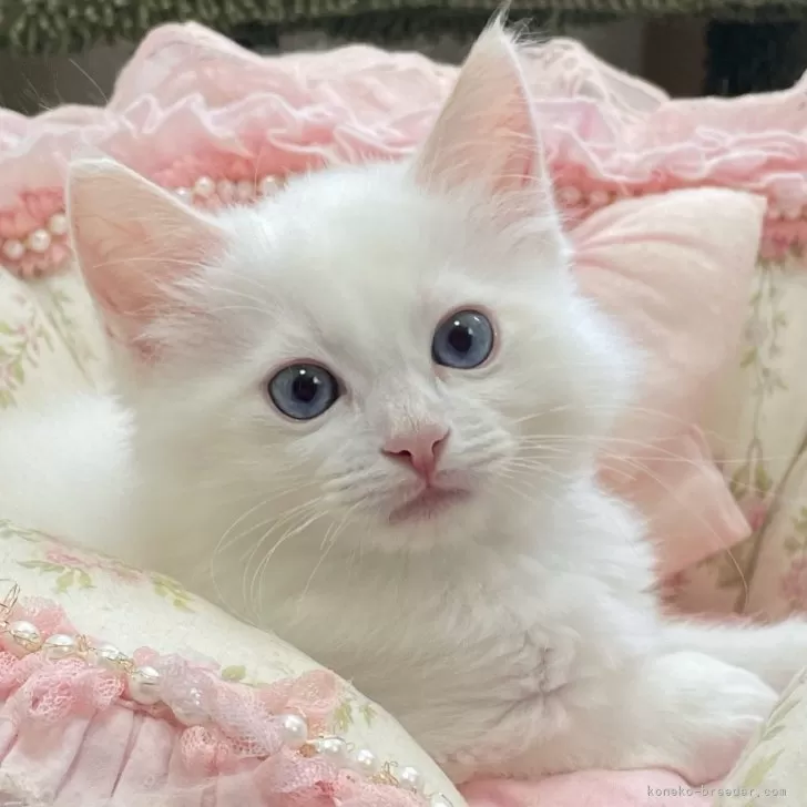 ID：2406-03049の子猫