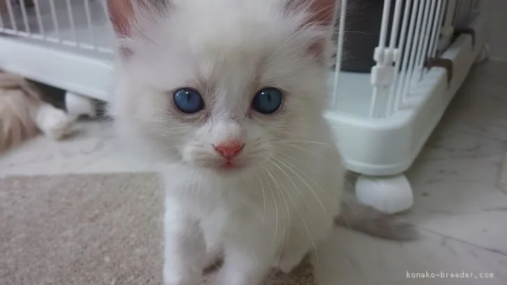 ID：1706-01172の子猫