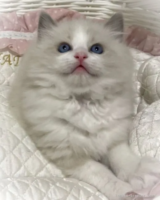 ID：2201-01558の子猫