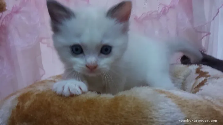 ID:1611-00179の子猫