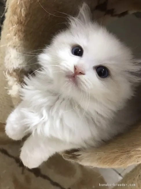 ID:1706-01169の子猫