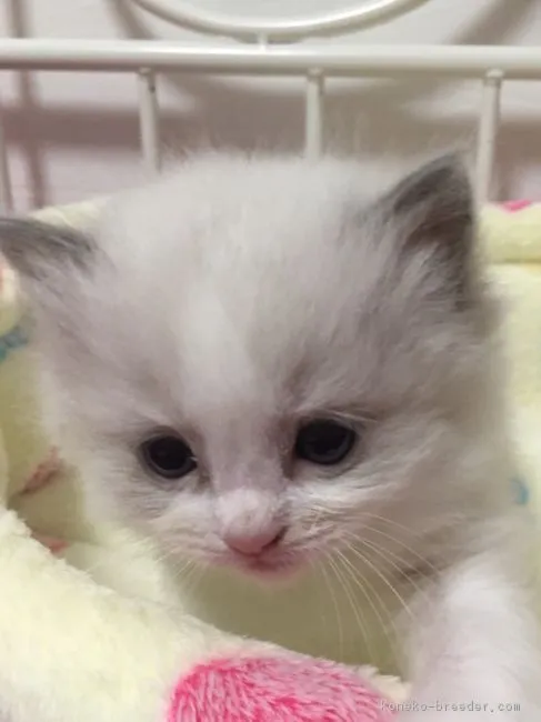 ID：1802-00036の子猫