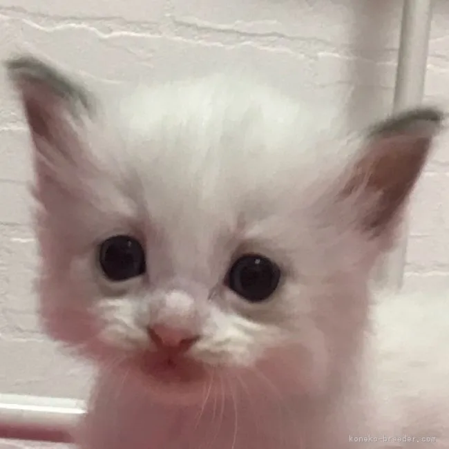 ID：1805-00564の子猫