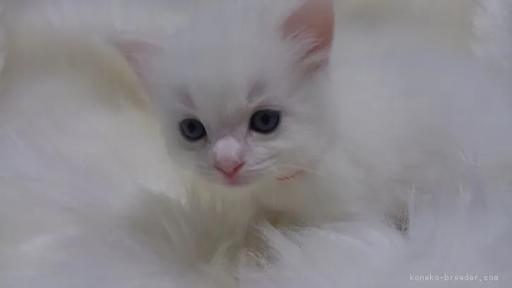 ID:1609-00698の子猫