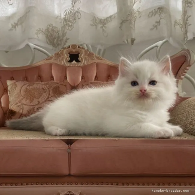 ID：2204-02793の子猫