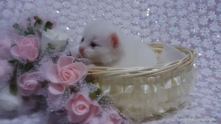 ID：1704-01015の子猫