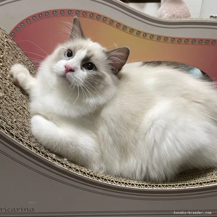 N.O 様のお迎えした子猫
