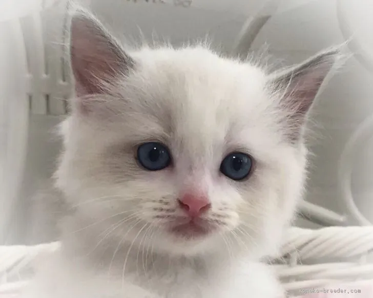 ID:2009-00697の子猫