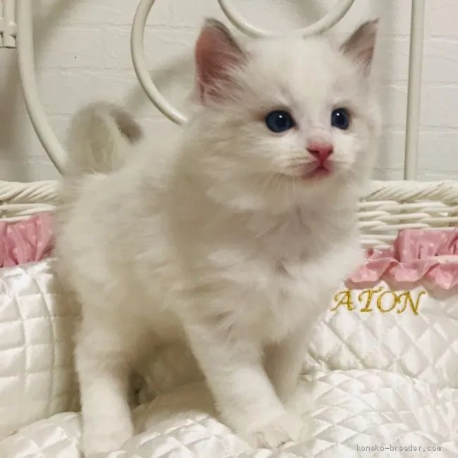 ID：1909-00112の子猫
