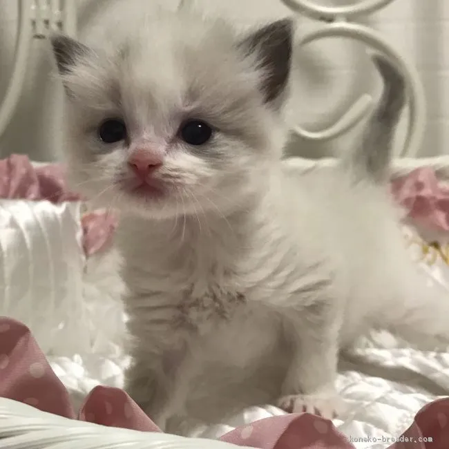 ID：1904-01630の子猫