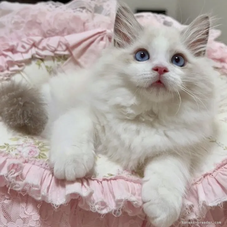 ID:2307-00386の子猫