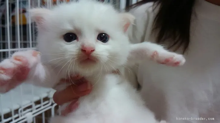 ID:1707-00676の子猫