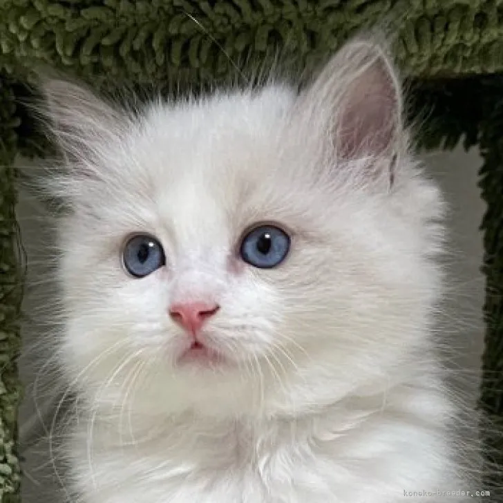 ID:2312-00856の子猫