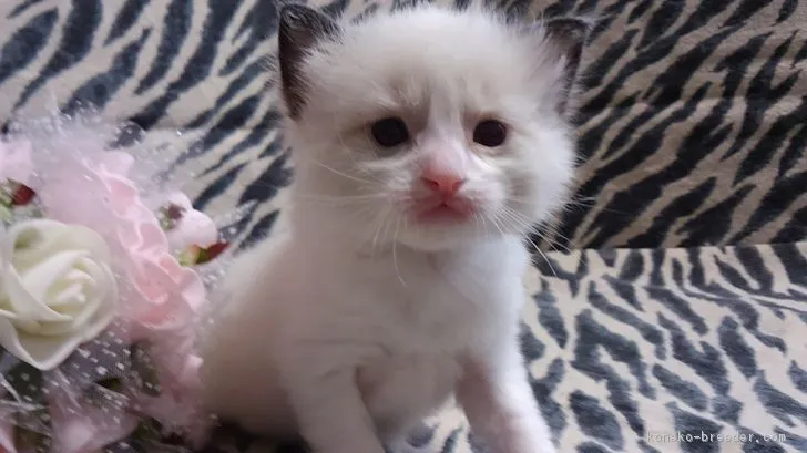 ID：1701-00420の子猫