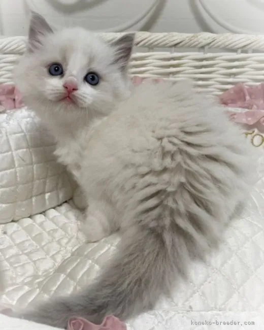 ID:2110-01289の子猫