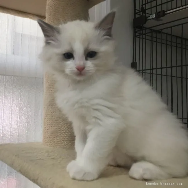 ID:1812-00937の子猫