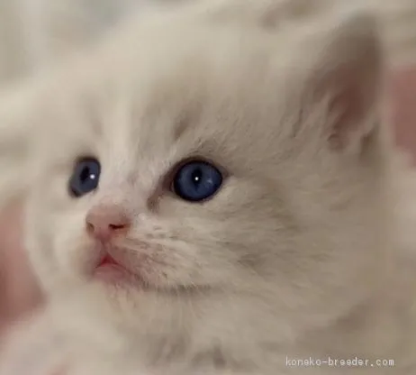 ID:2101-00636の子猫